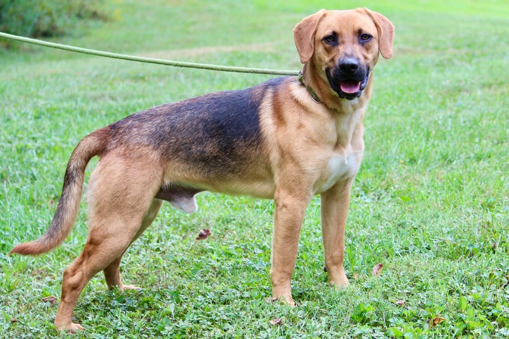 Photo of Trooper, adoptable Mixed Breed in Brazil, Indiana