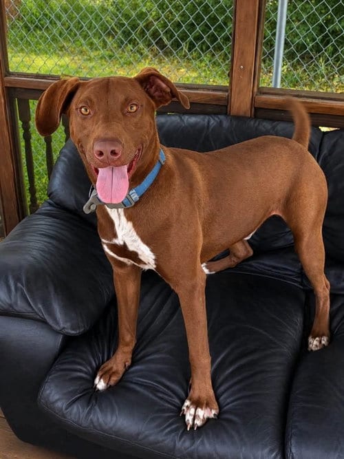 Photo of Wrangler, adoptable Vizsla in Martinsburg, West Virginia