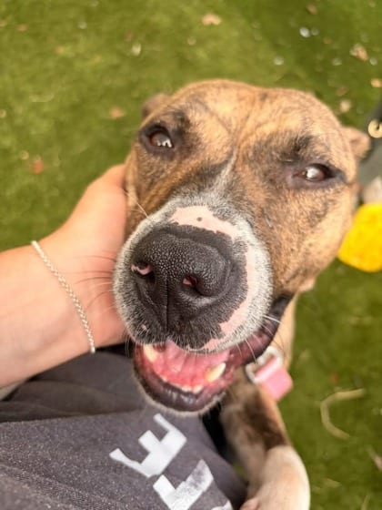 Photo of Stardust, adoptable dog in Baltimore, Maryland