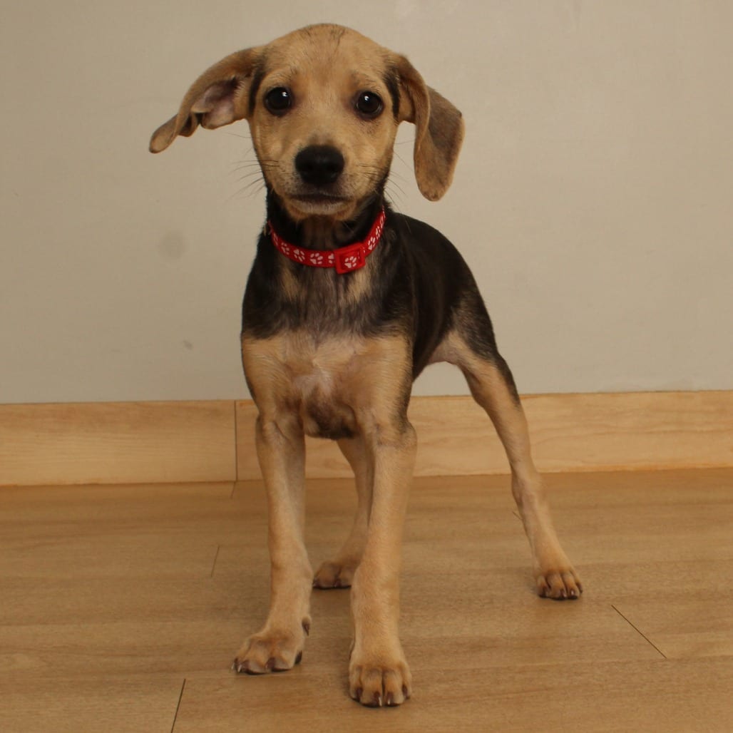 Photo of Titan D71387, adoptable Shih Tzu / Terrier in Minnesota, Minnesota