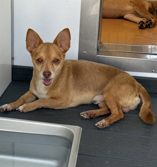 Photo of Cauliflower, adoptable Chihuahua in San Bernardino, California