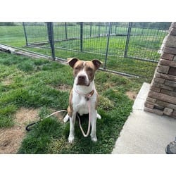 Photo of Orville, adoptable American Pit Bull Terrier in Pueblo, Colorado