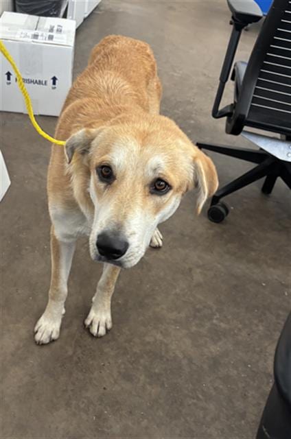 Photo of Finn, adoptable Mixed Breed