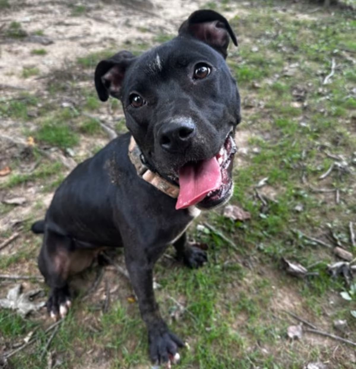 Photo of Ellie, adoptable Mixed Breed (Medium) in Reisterstown, Maryland