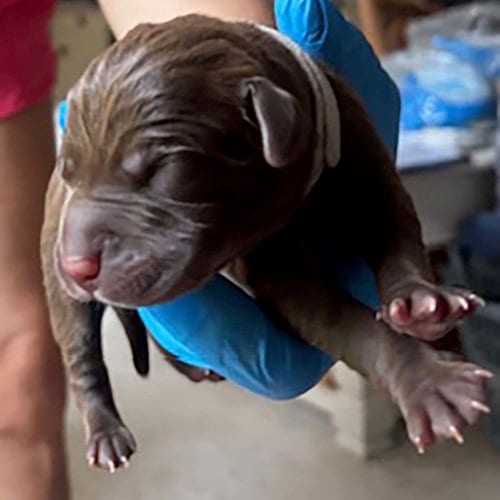 Photo of Princess Pup Hans, adoptable Labrador Retriever in Chantilly, Virginia