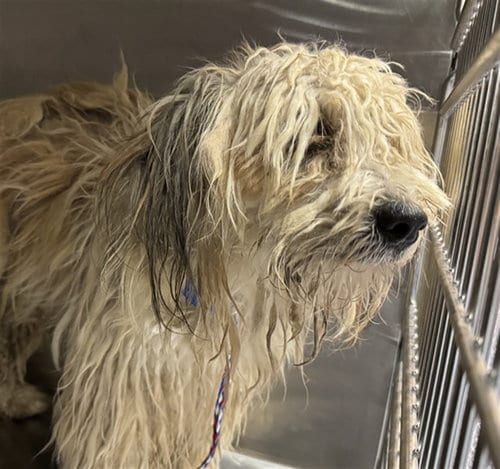 Photo of Jello, adoptable Terrier in Thousand Palms, California