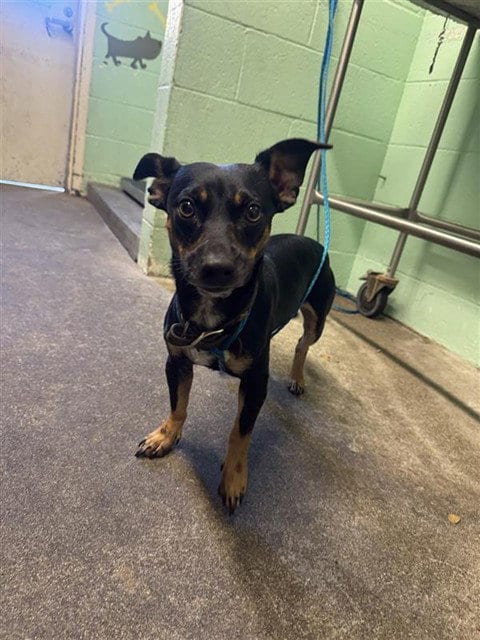 Photo of Viktor, adoptable Chihuahua in Sacramento, California
