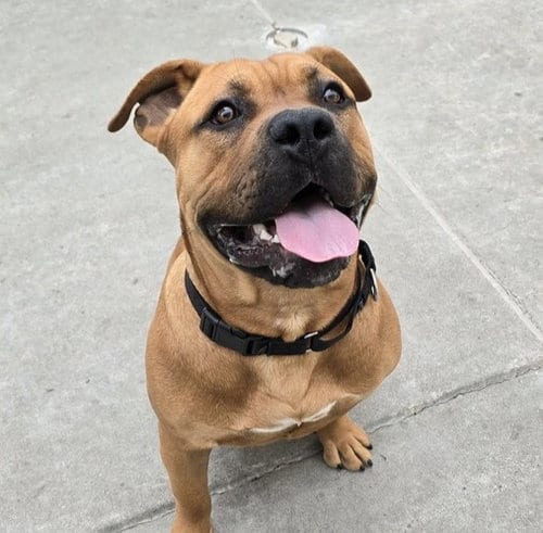 Photo of Booyah, adoptable Pit Bull Terrier in Martinez, California
