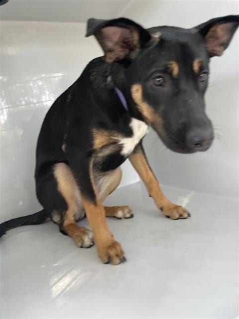 Photo of Senior Rottweiler and German Shepherd Dog, adoptable Rottweiler and German Shepherd Dog in Houston, Texas