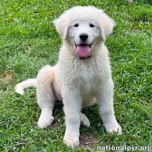 Photo of Anna in OH - Full Of Happy Energy, adoptable Great Pyrenees in Beacon, New York