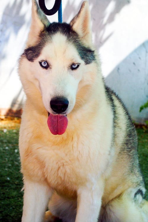 Photo of Lobo, adoptable Siberian Husky in Apple Valley, California