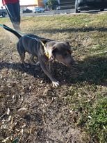 Photo of Jessie, adoptable American Pit Bull Terrier in Kempner, Texas