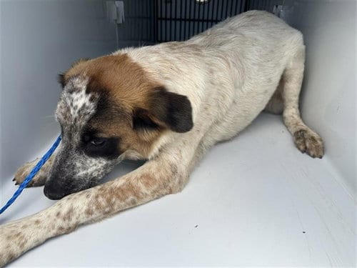 Photo of A663194, adoptable Australian Cattle Dog/Blue Heeler in Houston, Texas