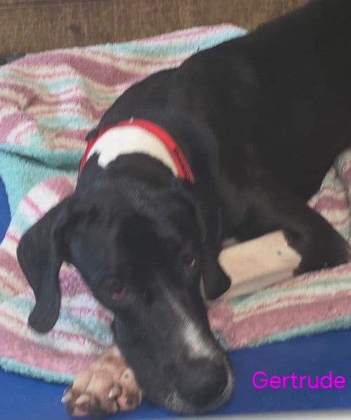 Photo of Gertrude, adoptable Great Dane in Palm Beach, Florida