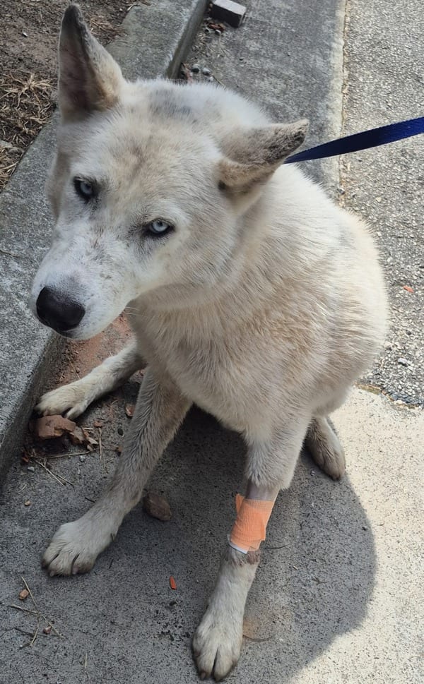 Photo of Ic -1, adoptable Siberian Husky cross in Lawrenceville, Georgia