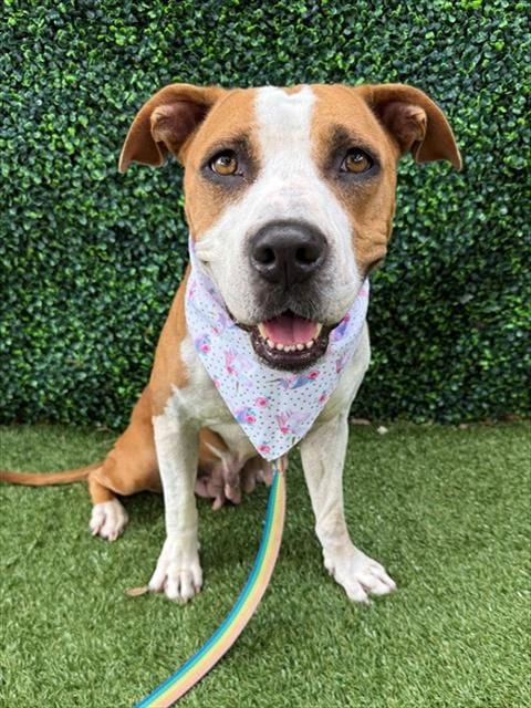 Photo of Cheerio, adoptable American Bulldog in Naples, Florida
