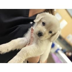 Photo of A1927227, adoptable Labrador Retriever in Jurupa Valley, California