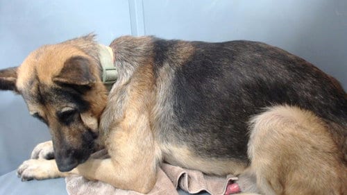 Photo of Ace, adoptable German Shepherd Dog in Downey, California