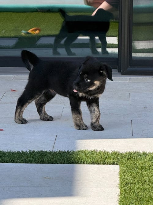 Photo of Curse, adoptable Shepherd in Phoenix, Arizona