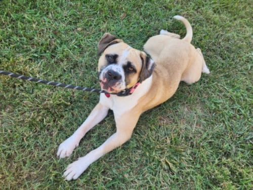 Photo of Jeremy, adoptable American Bulldog in Chapel Hill, North Carolina