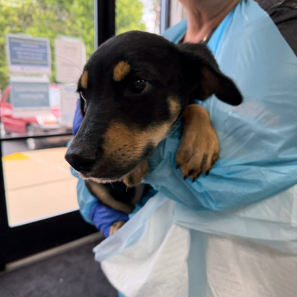 Photo of Firefly, adoptable Mixed Breed (Large) in Grand Rapids, Michigan