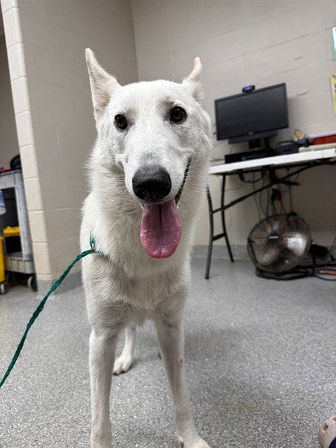 Photo of Frost, adoptable German Shepherd Dog in Pasadena, Texas