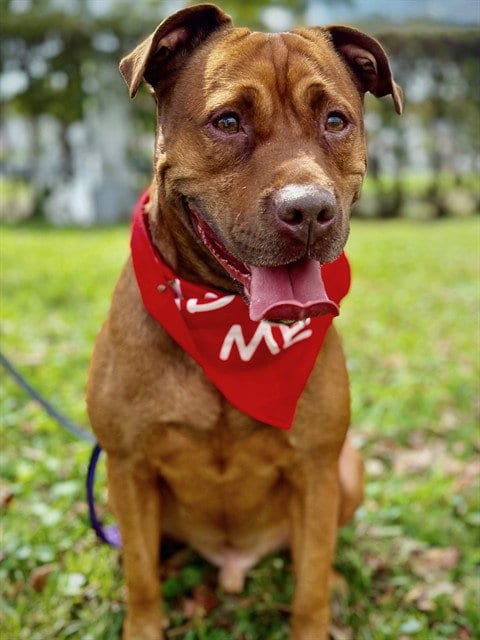 Photo of Jigsaw, adoptable Labrador Retriever in Miami, Florida