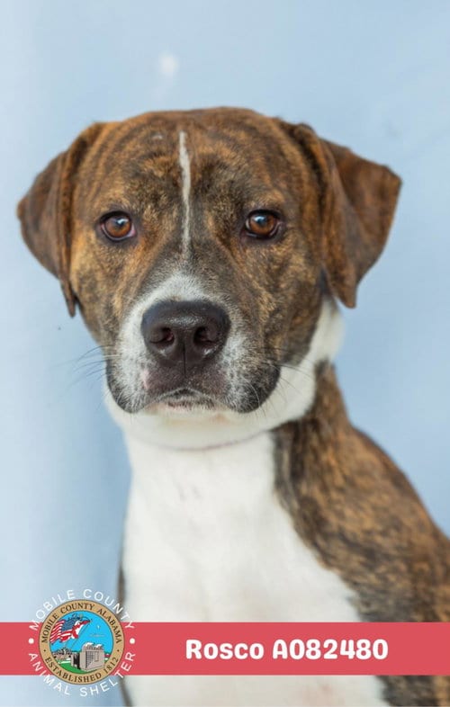 Photo of Rosco, adoptable Labrador Retriever in Mobile, Alabama
