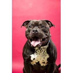 Photo of Titan, adoptable Terrier (Unknown Type, Medium) in Wantagh, New York
