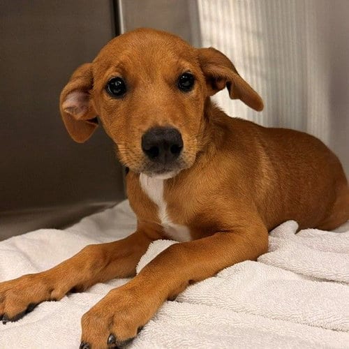 Photo of Ursula, adoptable Unknown breed in Rancho Santa Fe, California