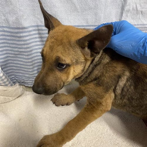 Photo of Sandy, adoptable Belgian Shepherd Malinois in Modesto, California