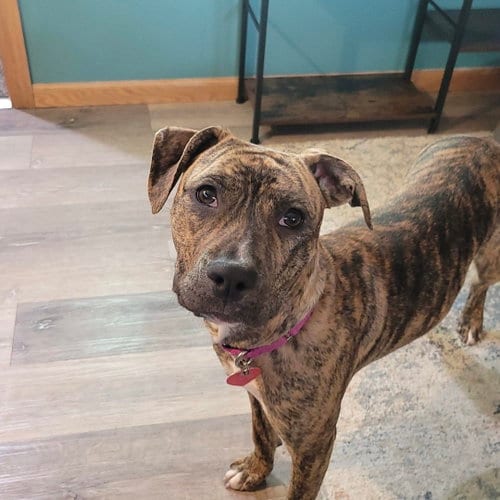 Photo of Wini, adoptable Pit Bull Terrier in Fargo, North Dakota