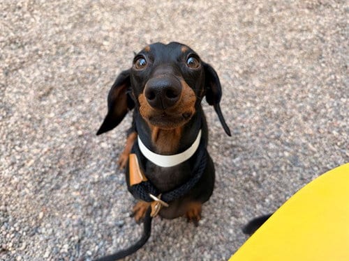 Photo of Rigatony, adoptable Dachshund in Mesa, Arizona