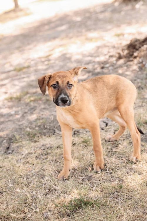 Photo of Ivy, adoptable Black Mouth Cur in Rockwall, Texas