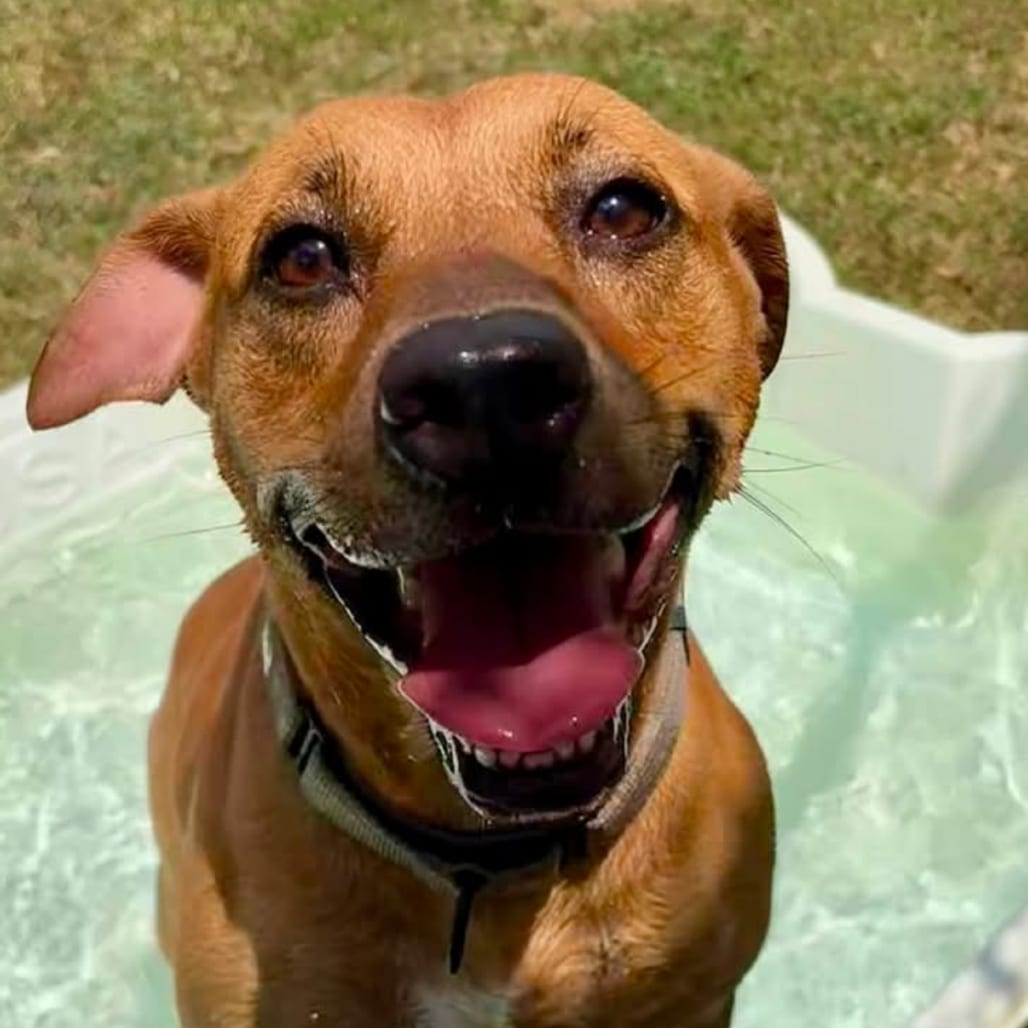 Photo of Baby Ruth, adoptable Black Mouth Cur / Mix in Marshall, Texas