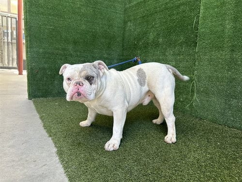 Photo of Sherman Klump, adoptable English Bulldog in Lancaster, California