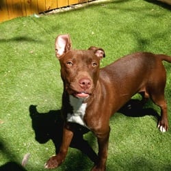 Photo of Chaos JuM, adoptable Labrador Retriever American Pit Bull Terrier in Hartford, Connecticut