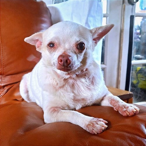 Photo of Pinky, adoptable Chihuahua in Dallas, Texas