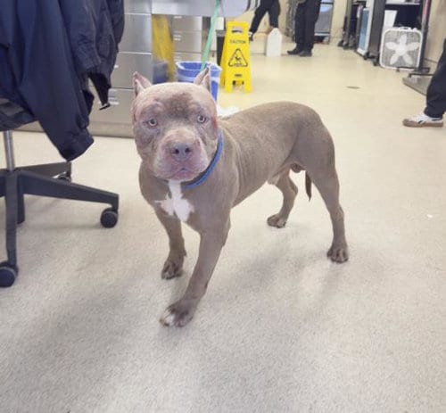 Photo of Joey, adoptable Pit Bull Terrier in Riverside, California