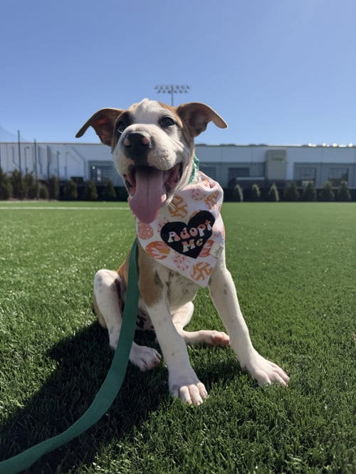 Photo of Rocket (m), adoptable Pit Bull Terrier in Nashville, Tennessee