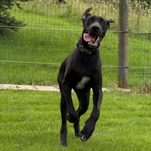 Photo of Sophia Marie, adoptable Great Dane in Albion, New York