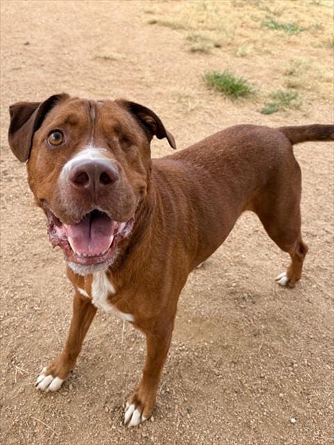 Photo of Flame, adoptable Pit Bull Terrier in Killeen, Texas