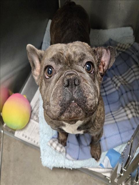 Photo of Cypress, adoptable French Bulldog in Los Angeles, California