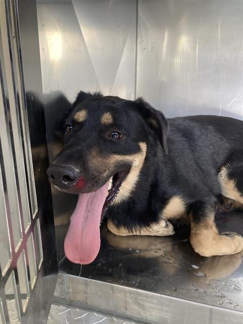 Photo of Pug, adoptable Mixed Breed