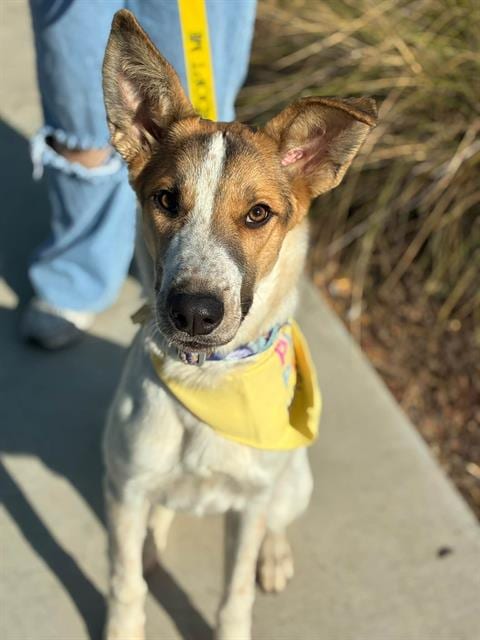 Photo of Fae, adoptable Queensland Heeler in Visalia, California