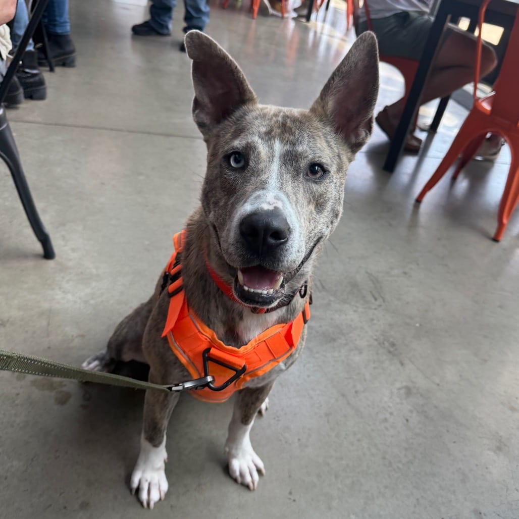 Photo of Dutton, adoptable Mixed Breed (Medium) in Dallas, Texas