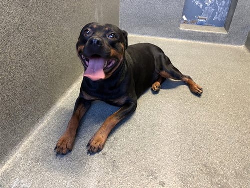 Photo of Gotti, adoptable Rottweiler in Gardena, California