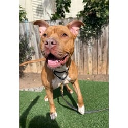 Photo of Dylan, adoptable American Pit Bull Terrier in Washington, District of Columbia