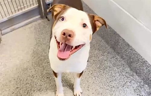 Photo of Giggles, adoptable American Pit Bull Terrier in Houston, Texas