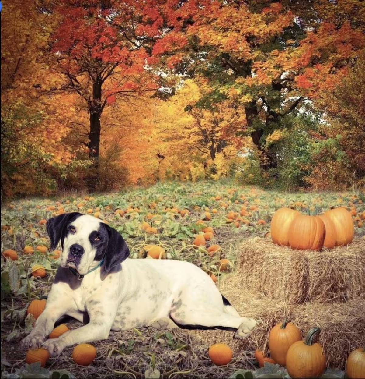 Photo of Leia, adoptable Great Dane/St. Bernard in Tehachapi, California